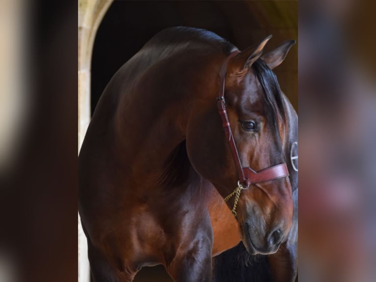PRE Croisé Étalon 15 Ans 170 cm Bai brun in Valencia