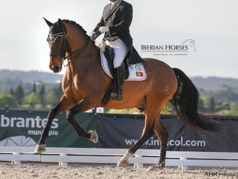 PRE Croisé Étalon 15 Ans 171 cm Bai in Navas Del Madroño