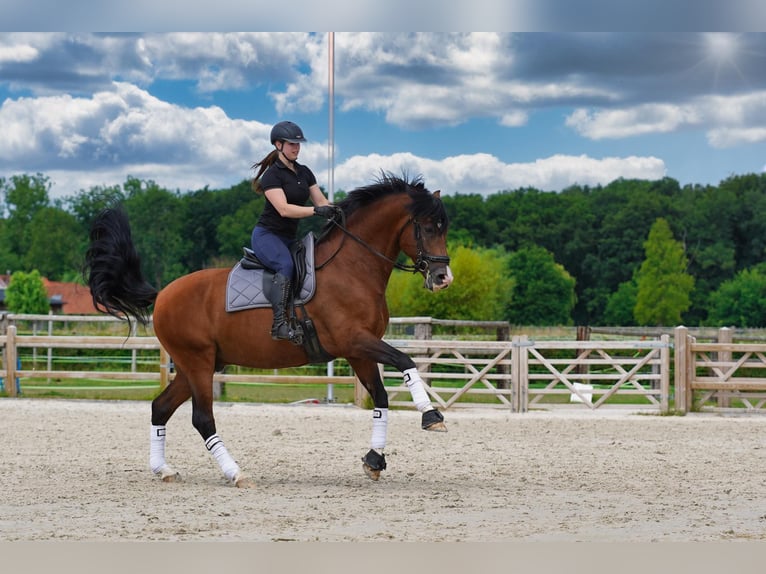 PRE Étalon 15 Ans 172 cm Bai cerise in HEUVELLAND