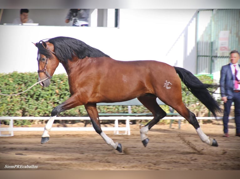 PRE Étalon 15 Ans 172 cm Bai cerise in HEUVELLAND