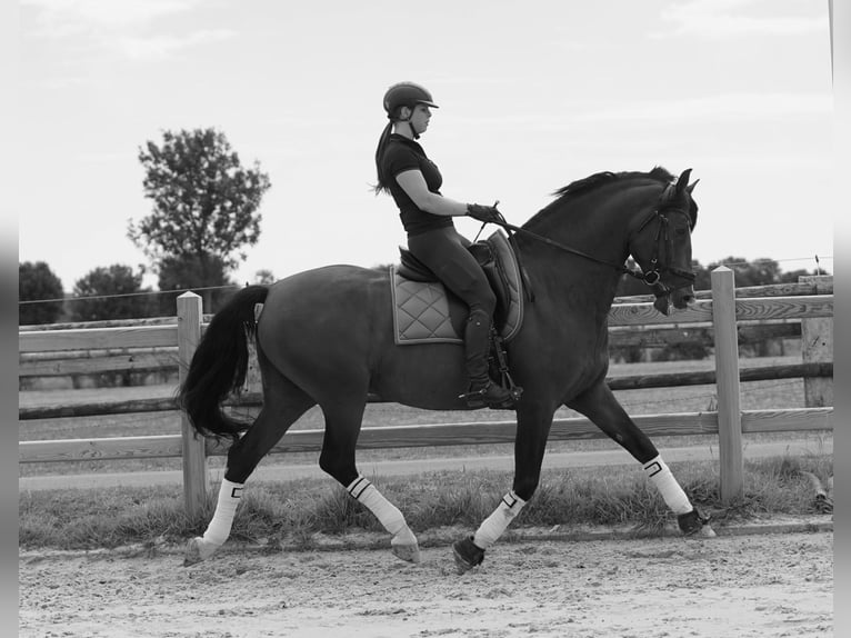 PRE Étalon 15 Ans 172 cm Bai cerise in HEUVELLAND