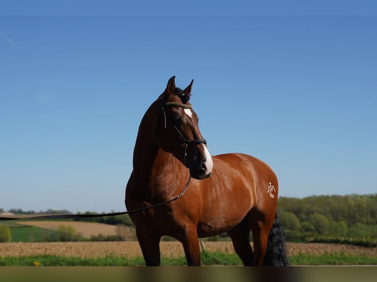 PRE Étalon 15 Ans 172 cm Bai cerise in HEUVELLAND