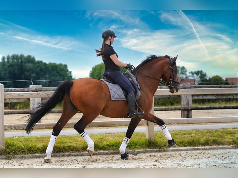 PRE Étalon 15 Ans 172 cm Bai cerise in HEUVELLAND