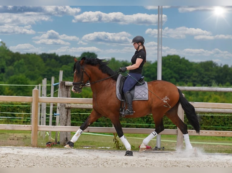 PRE Étalon 15 Ans 172 cm Bai cerise in HEUVELLAND