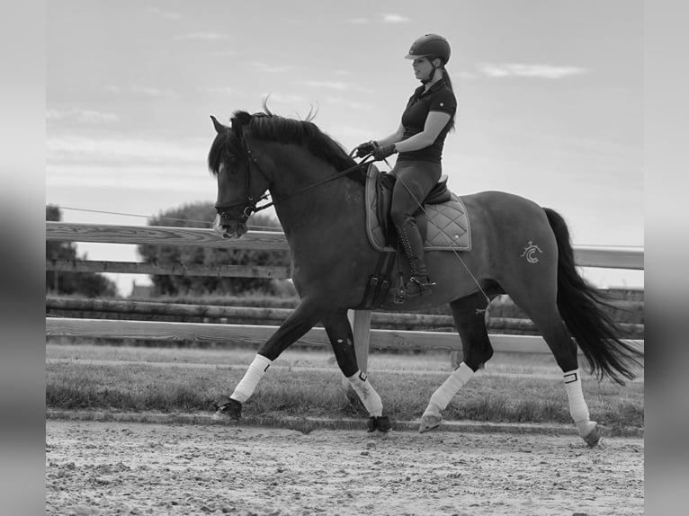 PRE Étalon 15 Ans 172 cm Bai cerise in HEUVELLAND