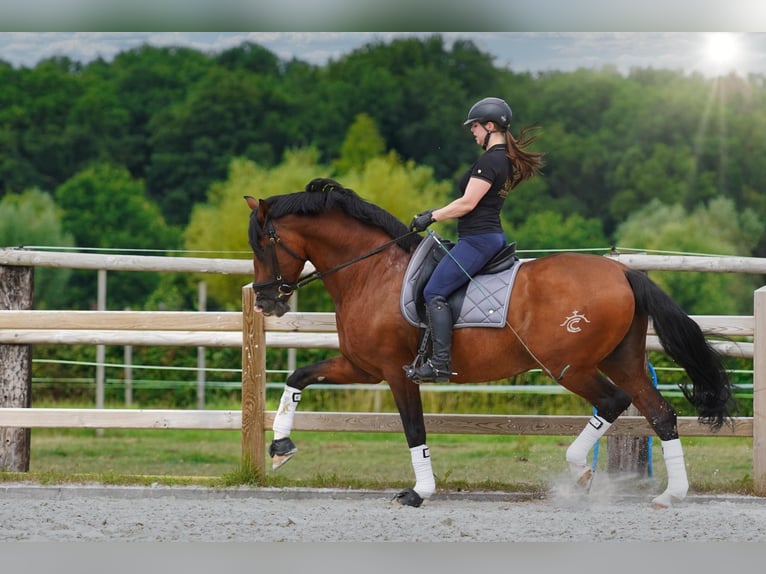 PRE Étalon 15 Ans 172 cm Bai cerise in HEUVELLAND