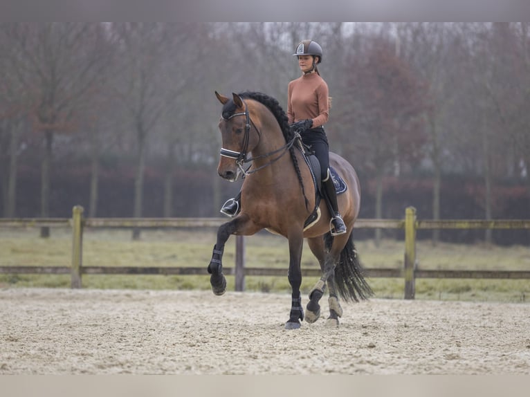 PRE Étalon 15 Ans 172 cm Bai in Meerdonk