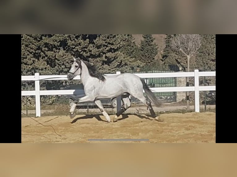 PRE Étalon 16 Ans 164 cm Gris moucheté in Leipe