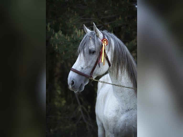 PRE Étalon 16 Ans 164 cm Gris moucheté in Leipe