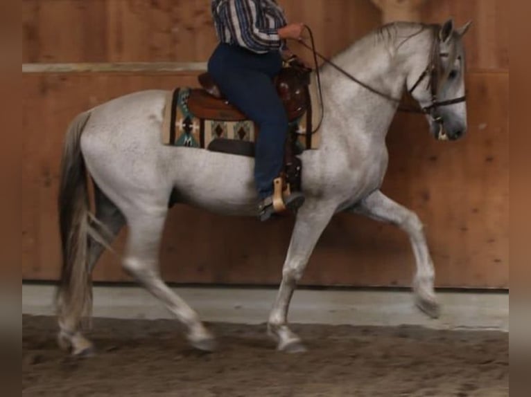 PRE Étalon 16 Ans 164 cm Gris moucheté in Leipe