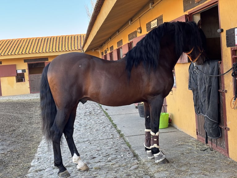 PRE Étalon 16 Ans 167 cm Bai brun in Valdeolmos