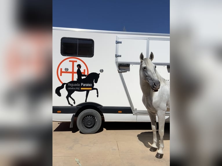 PRE Étalon 17 Ans 163 cm Gris in Ventosa Del Rio Almar