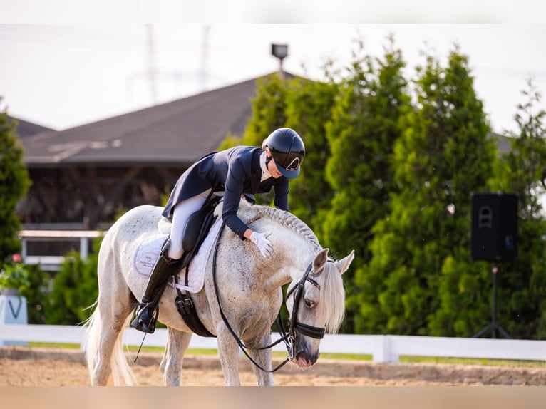 PRE Croisé Étalon 18 Ans 162 cm Gris in Krusze
