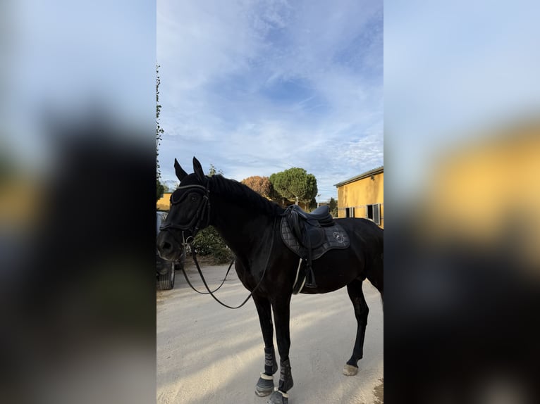 PRE Étalon 19 Ans 168 cm Noir in Madrid