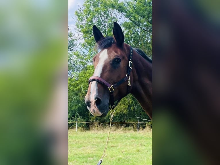 PRE Croisé Étalon 19 Ans 177 cm Bai in Loburg