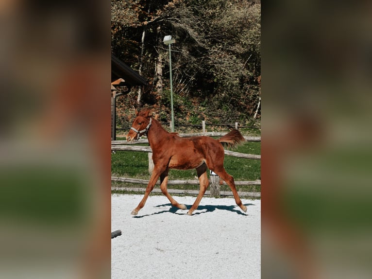 PRE Croisé Étalon 1 Année 123 cm Alezan cuivré in Žiri