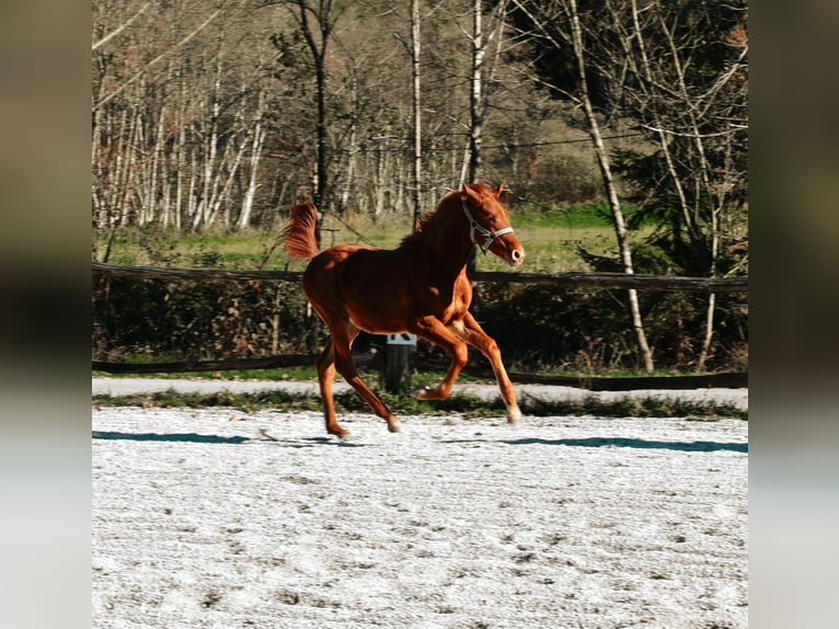 PRE Croisé Étalon 1 Année 123 cm Alezan cuivré in Žiri