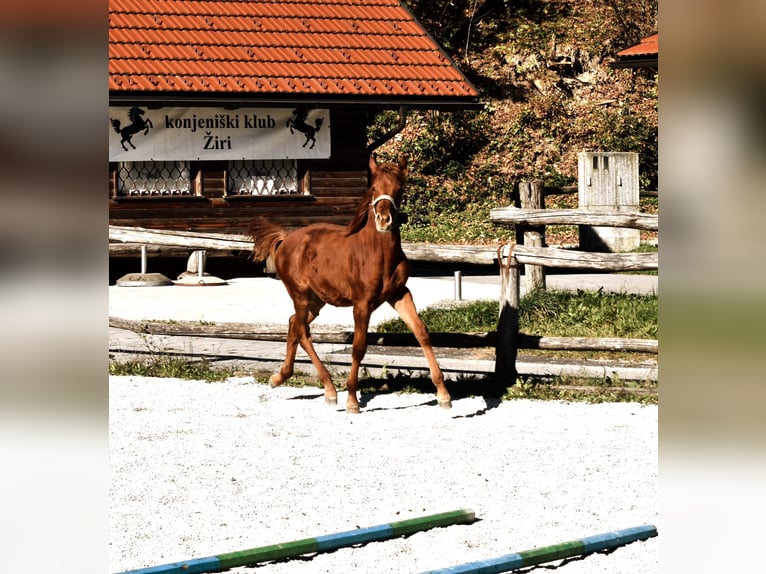 PRE Croisé Étalon 1 Année 123 cm Alezan cuivré in Žiri