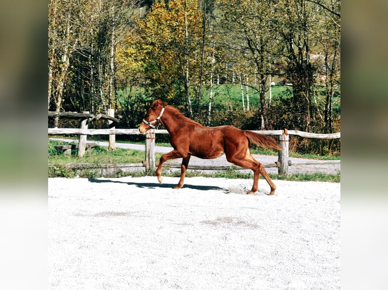 PRE Croisé Étalon 1 Année 123 cm Alezan cuivré in Žiri