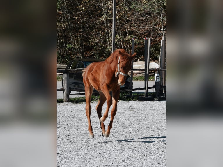 PRE Croisé Étalon 1 Année 123 cm Alezan cuivré in Žiri