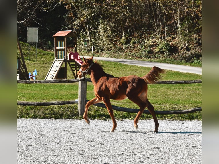 PRE Croisé Étalon 1 Année 123 cm Alezan cuivré in Žiri