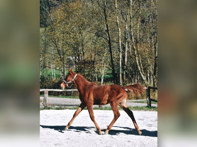 PRE Croisé Étalon 1 Année 123 cm Alezan cuivré in Žiri