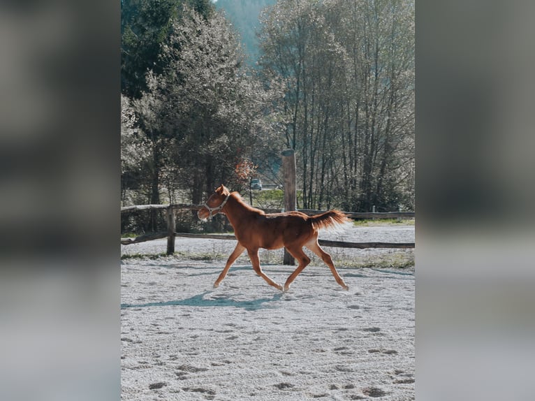 PRE Croisé Étalon 1 Année 123 cm Alezan cuivré in Žiri