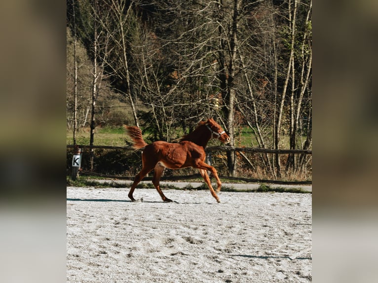 PRE Croisé Étalon 1 Année 123 cm Alezan cuivré in Žiri