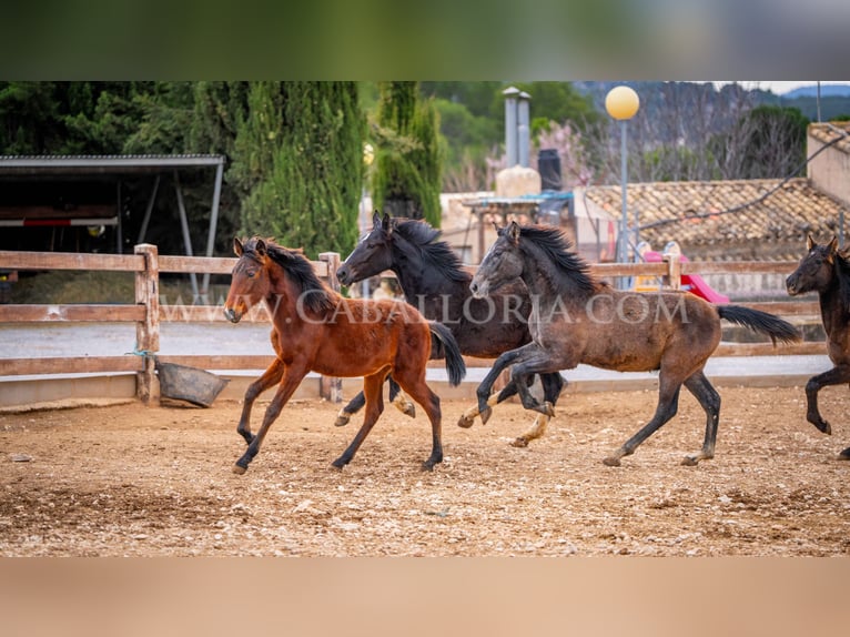 PRE Étalon 1 Année 130 cm Gris in Valencia