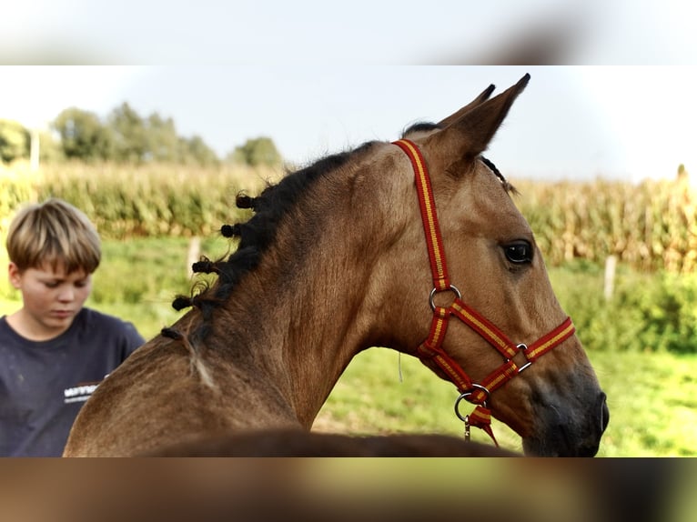 PRE Étalon 1 Année 138 cm Buckskin in HEUVELLAND