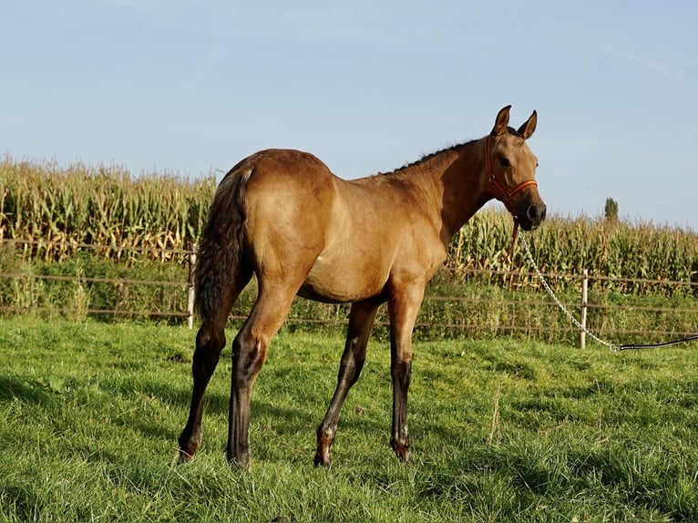 PRE Étalon 1 Année 138 cm Buckskin in HEUVELLAND