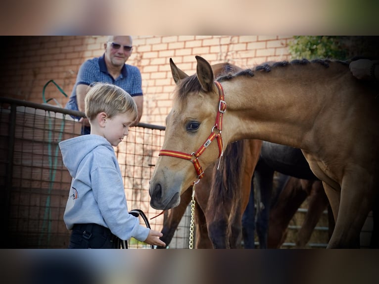 PRE Étalon 1 Année 138 cm Buckskin in HEUVELLAND