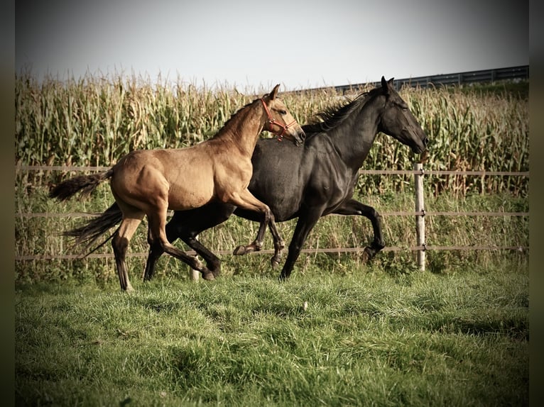 PRE Étalon 1 Année 138 cm Buckskin in HEUVELLAND