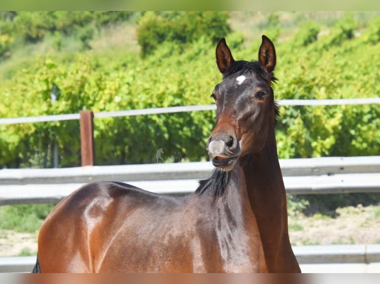 PRE Croisé Étalon 1 Année 140 cm Bai brun in Provinz Malaga