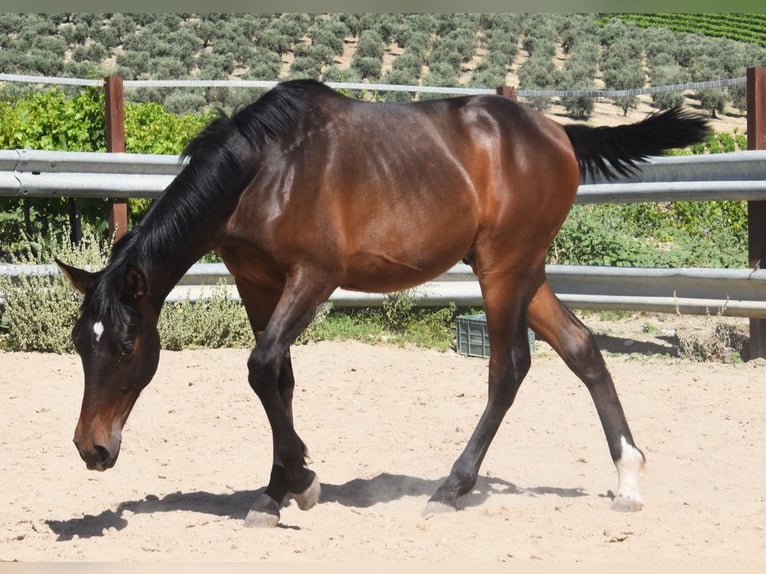 PRE Croisé Étalon 1 Année 140 cm Bai brun in Provinz Malaga