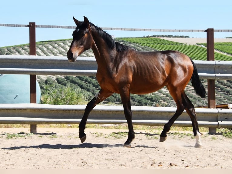 PRE Croisé Étalon 1 Année 140 cm Bai brun in Provinz Malaga