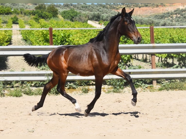 PRE Croisé Étalon 1 Année 140 cm Bai brun in Provinz Malaga