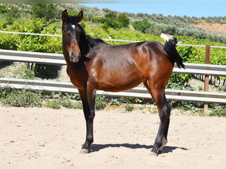 PRE Croisé Étalon 1 Année 140 cm Bai brun in Provinz Malaga