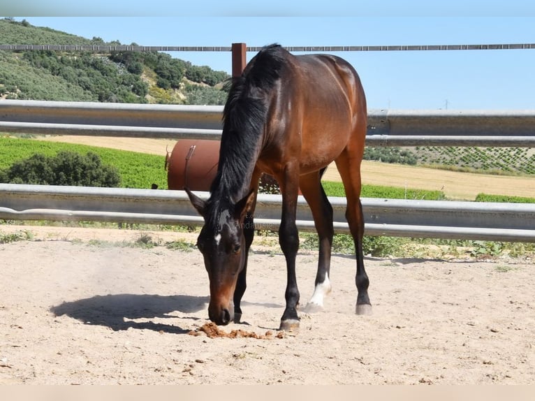PRE Croisé Étalon 1 Année 140 cm Bai brun in Provinz Malaga