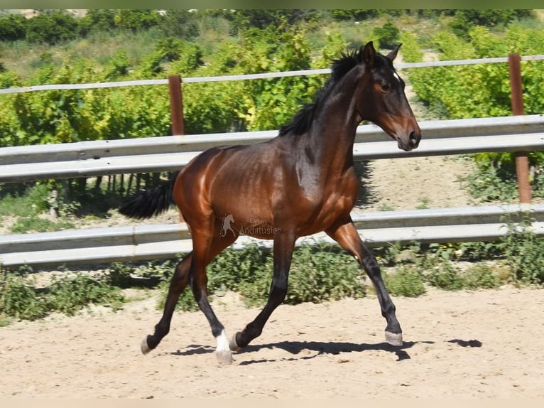 PRE Croisé Étalon 1 Année 140 cm Bai brun in Provinz Malaga