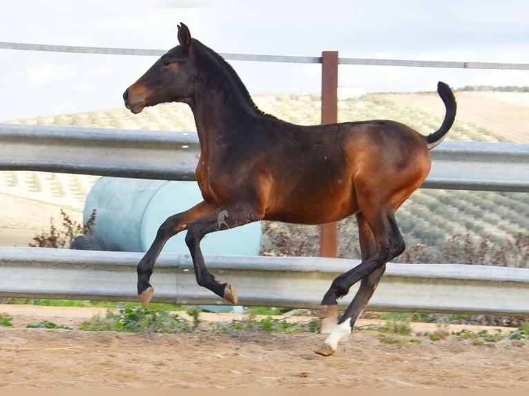 PRE Étalon 1 Année 140 cm Bai in Provinz Malaga