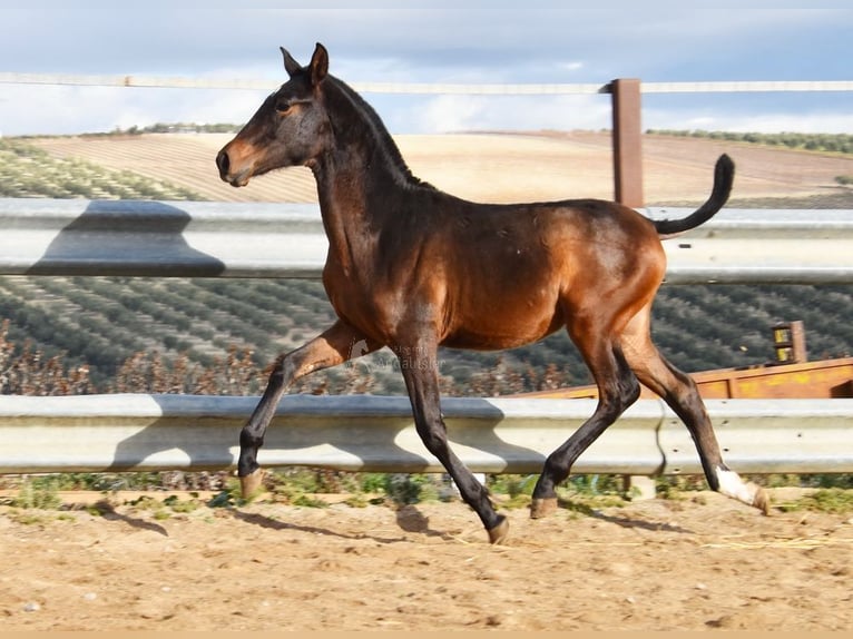 PRE Étalon 1 Année 140 cm Bai in Provinz Malaga