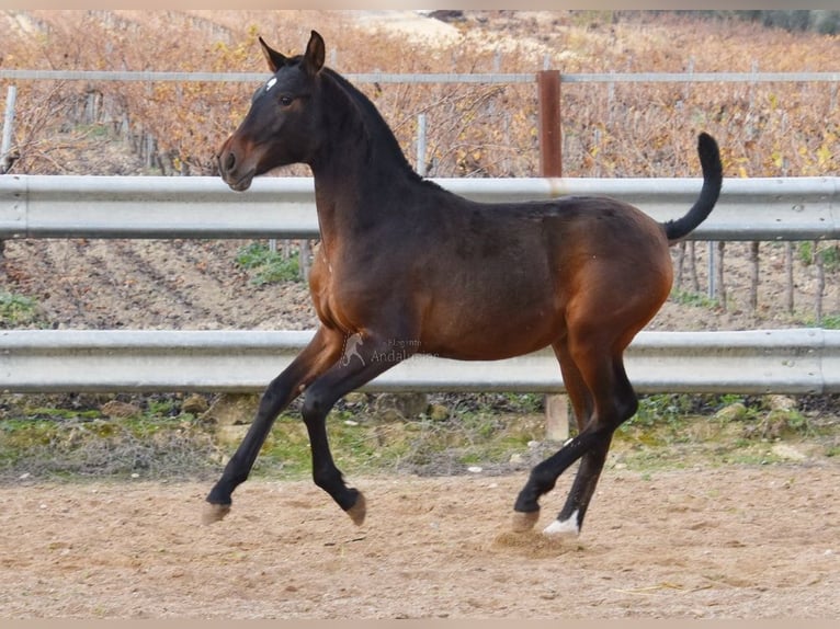 PRE Étalon 1 Année 140 cm Bai in Provinz Malaga