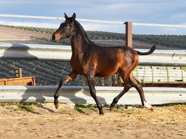 PRE Étalon 1 Année 140 cm Bai in Provinz Malaga