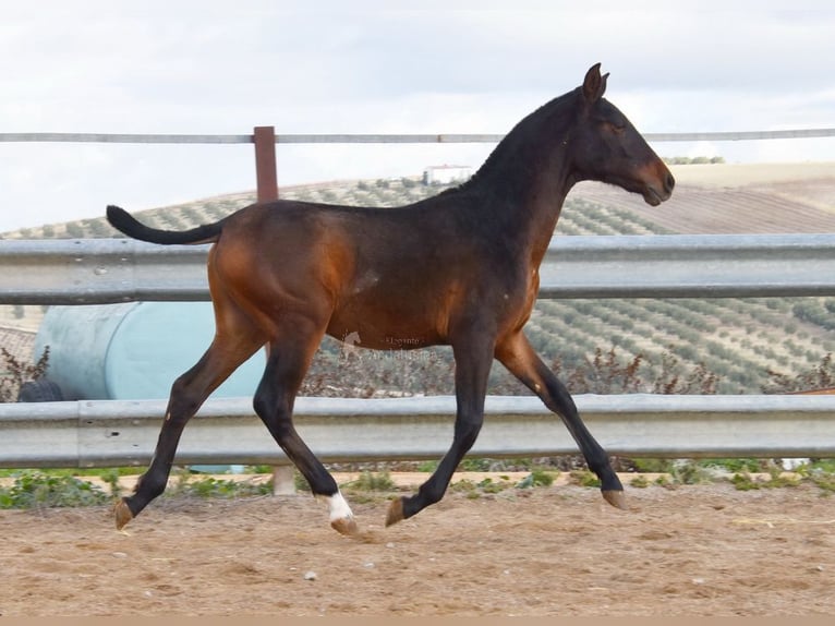 PRE Étalon 1 Année 140 cm Bai in Provinz Malaga