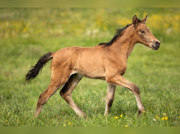 PRE Étalon 1 Année 140 cm Buckskin in Feuchtwangen