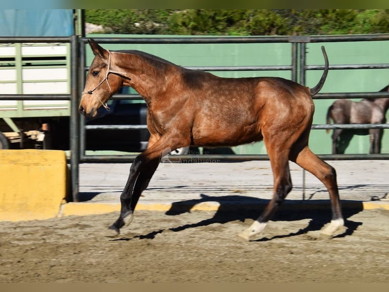 PRE Croisé Étalon 1 Année 144 cm Isabelle in Provinz Malaga