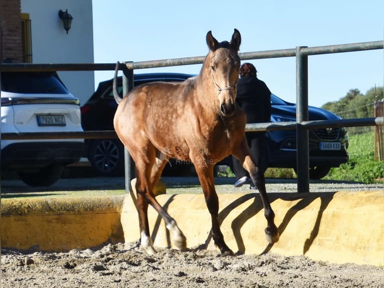 PRE Croisé Étalon 1 Année 144 cm Isabelle in Provinz Malaga