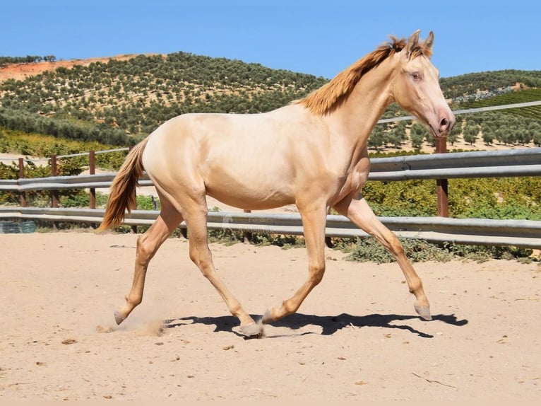 PRE Étalon 1 Année 145 cm Perle in Provinz Cordoba