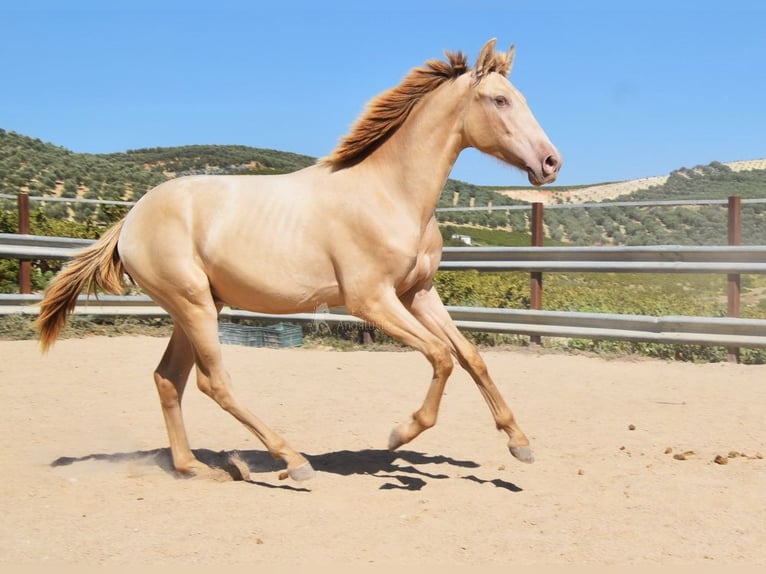 PRE Étalon 1 Année 145 cm Perle in Provinz Cordoba